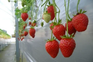 伊勢志摩で「いちご狩り」♪♪　　　　～当施設よりお車で約25分！～
